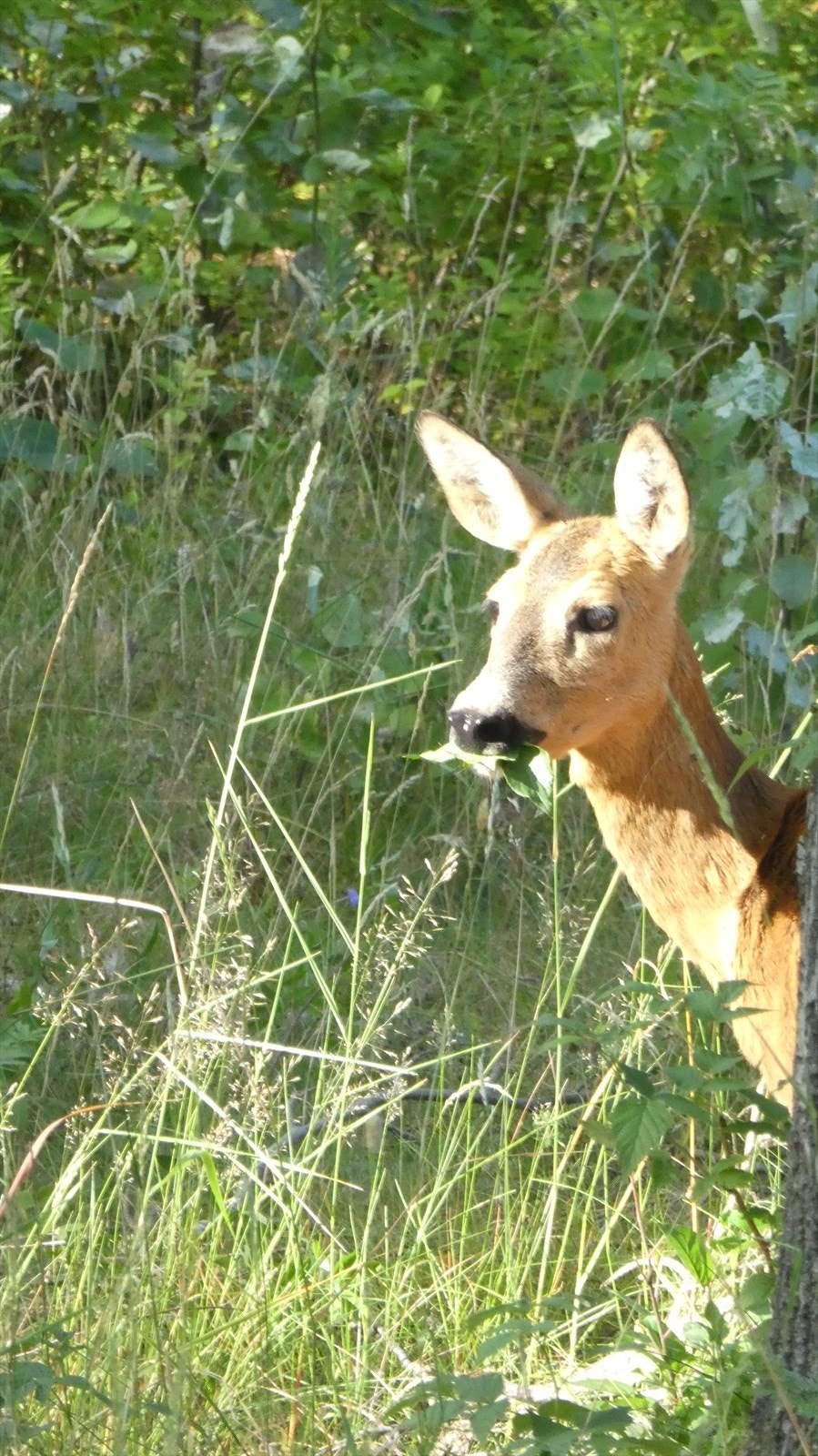 Selgers private bilde. Galleribilde