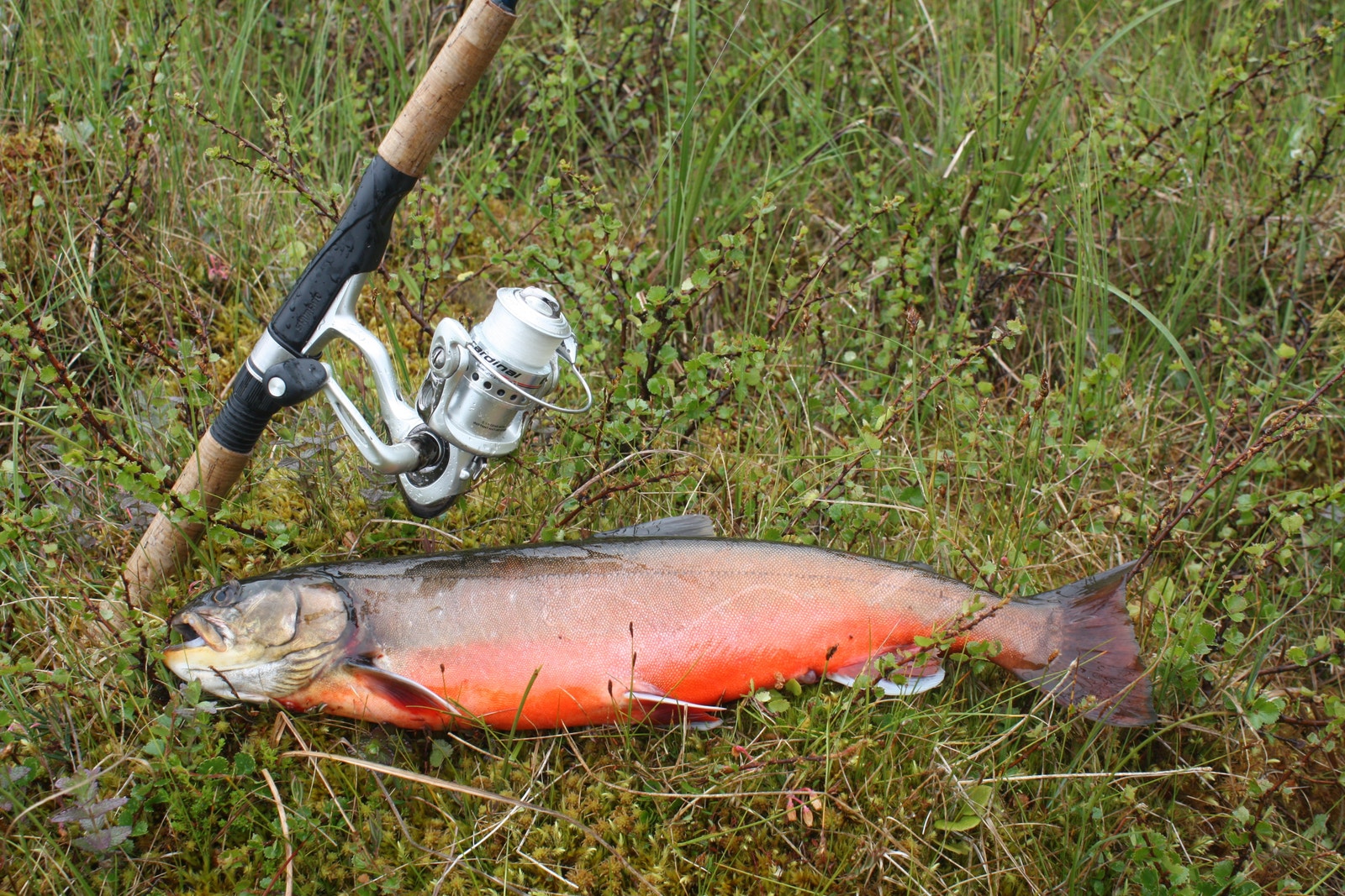 Bildet taler for seg selv. Galleribilde