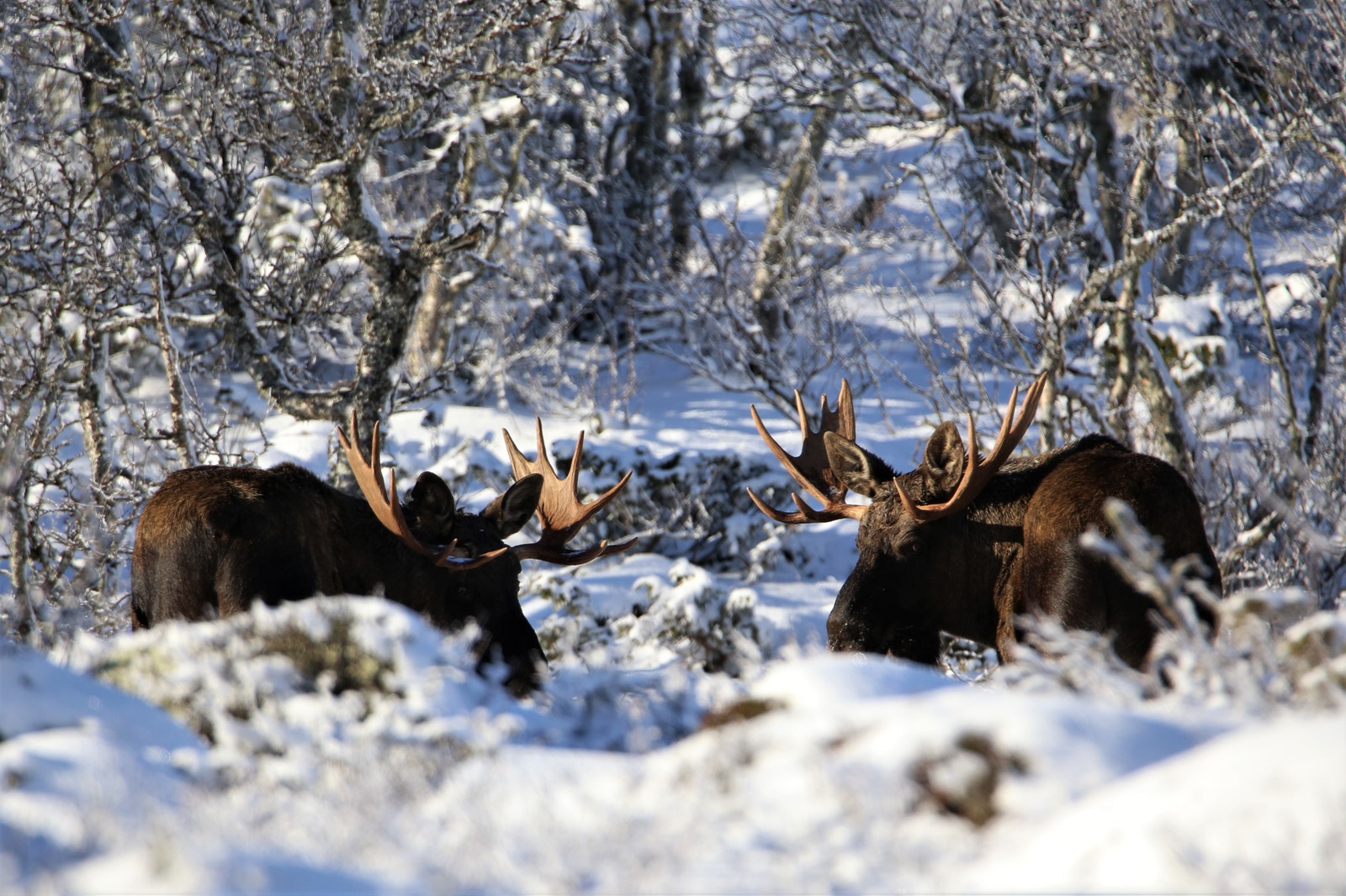 Skogen konge, kan betraktes. Galleribilde