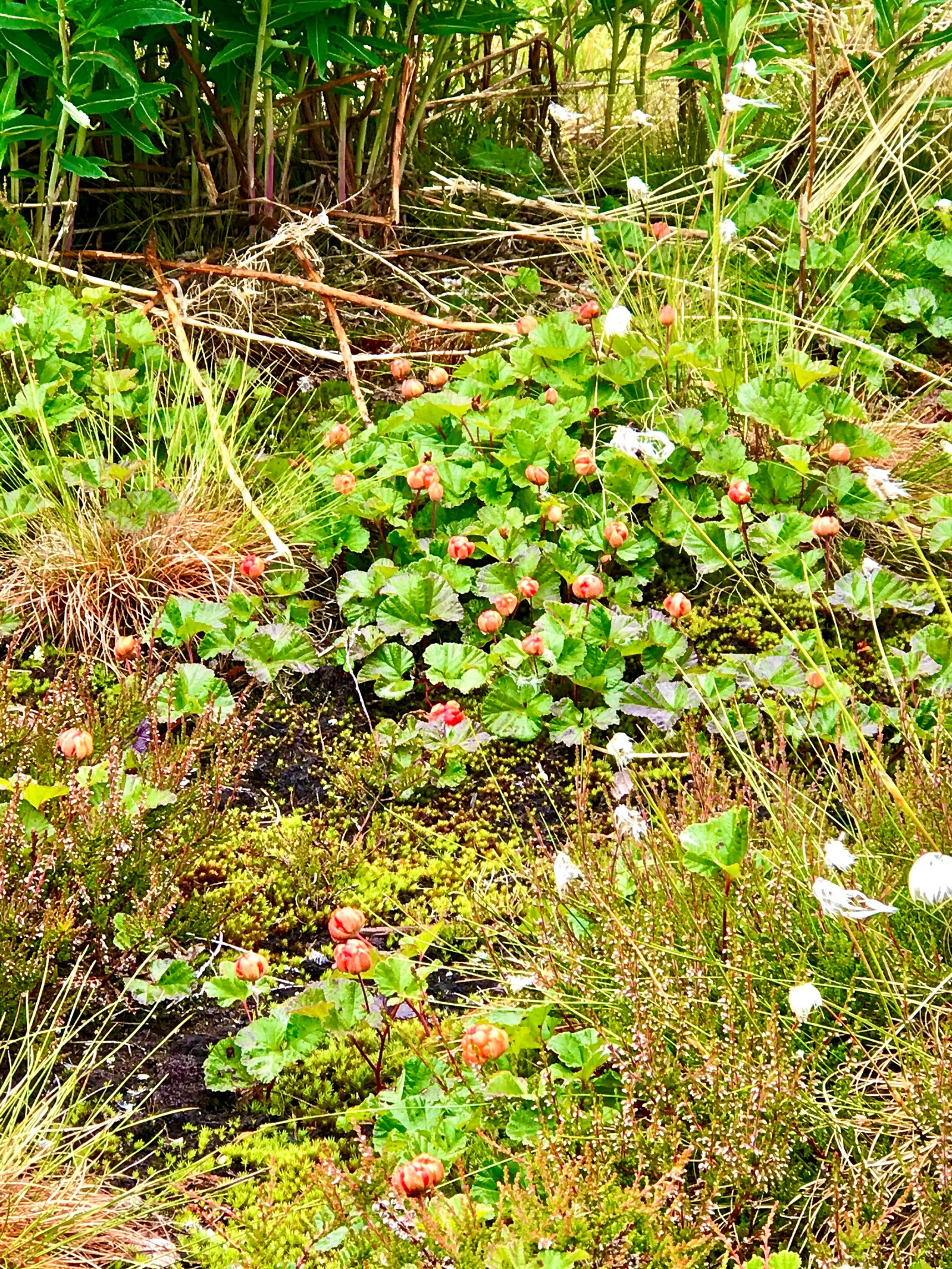 Multene finner du rett utenfor hyttedøren i egen hage Galleribilde