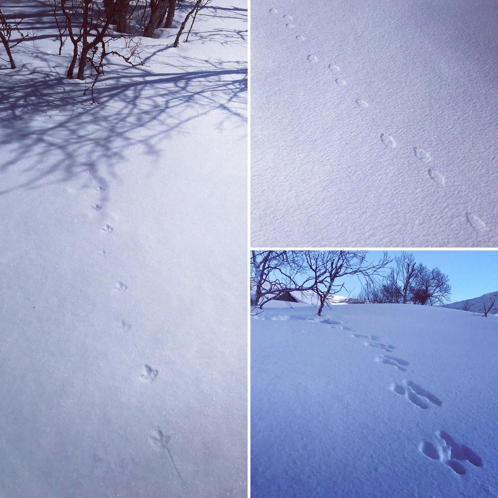 I Maursetparken trives alle, også reven, haren og rypen... Galleribilde