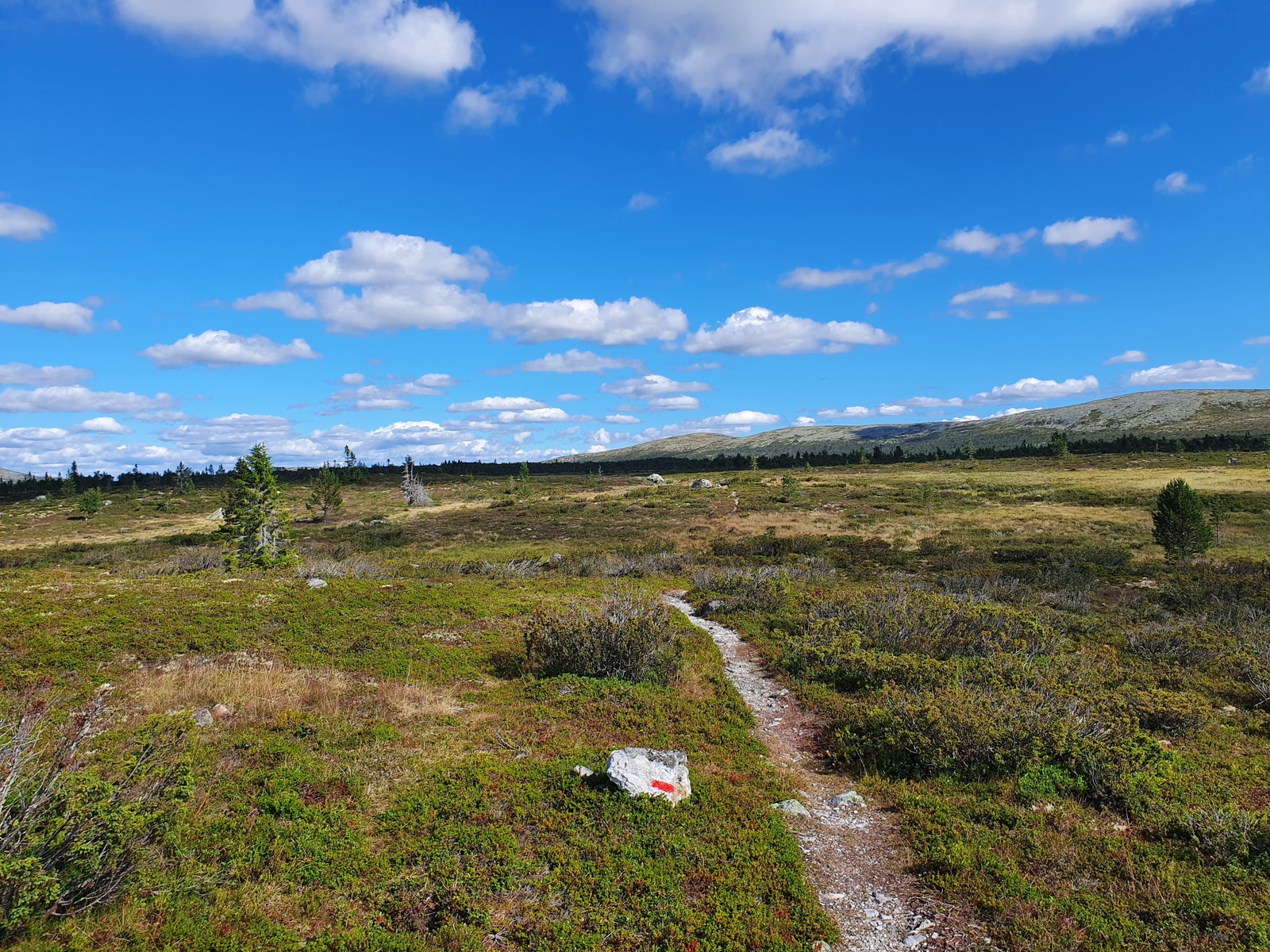 Gikk en tur på stien og søkte skogens ro....... Galleribilde