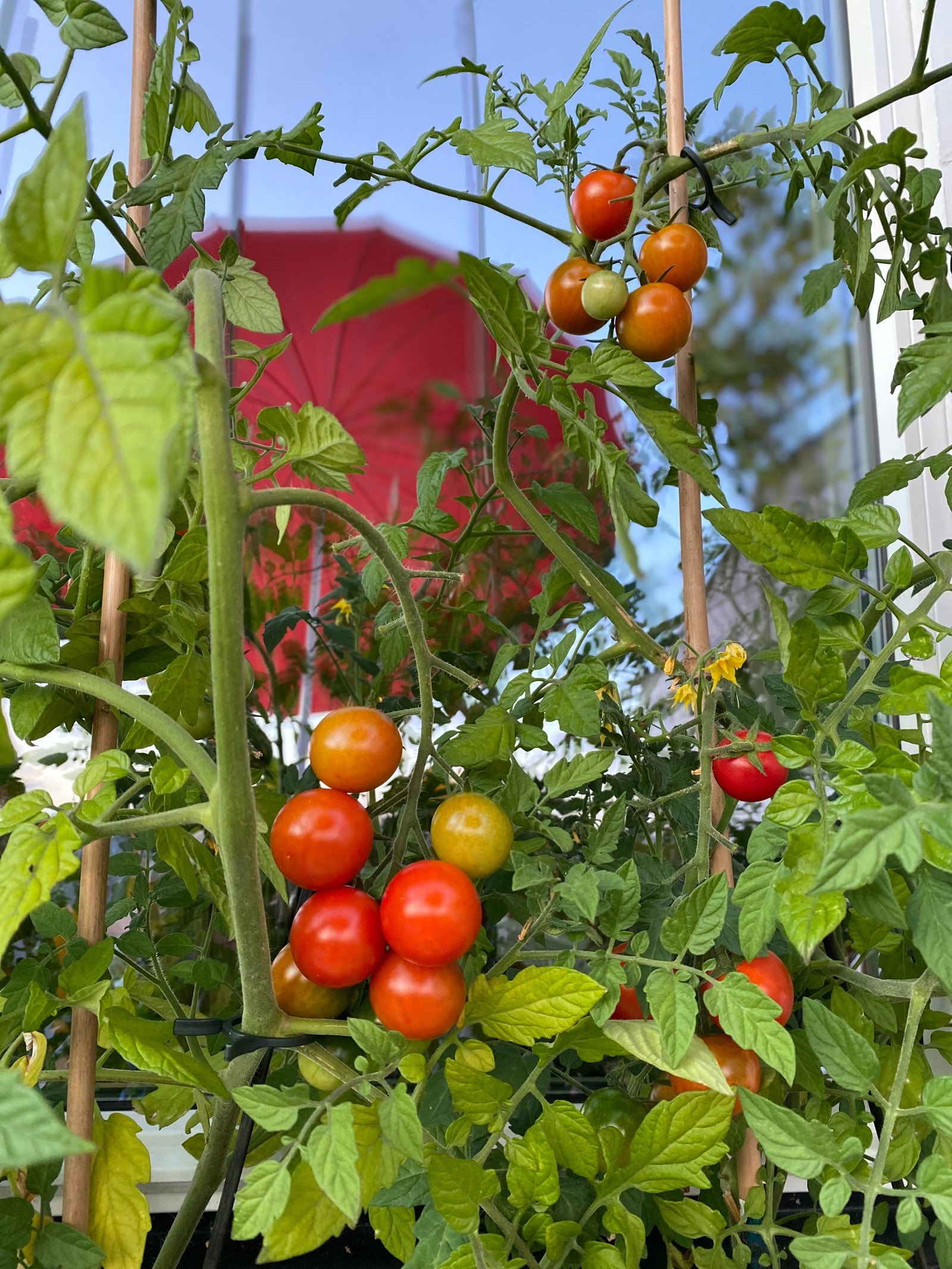 Her kan du dyrke en blanding av spiselige, dekorative og aromatiske vekster Galleribilde