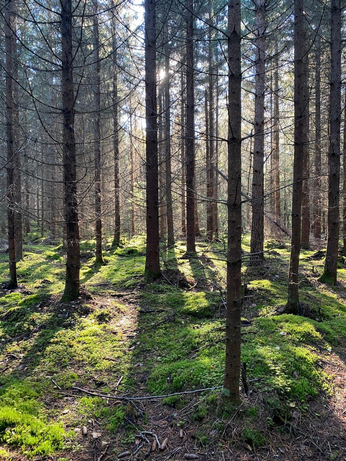"Grønliåsen er som medisin for oss! Den er skikkelig fin i all slags vær og til alle årstider. Vi bruker den flittig hele året. Den har mange fine stier å gå eller jogge." Galleribilde