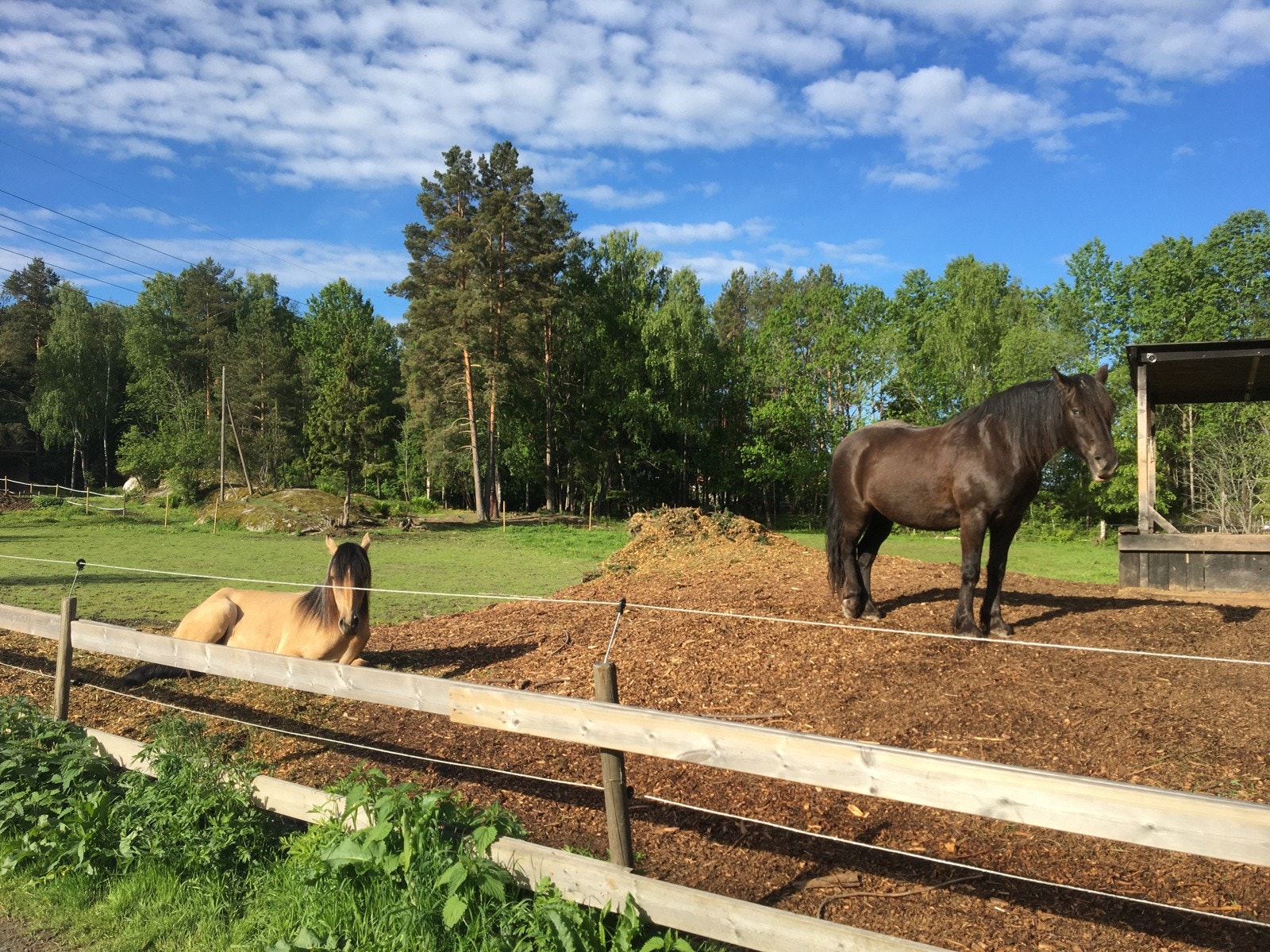 Hestene ved Burud gård, som ligger rett ved siden av borettslaget og ved inngangsporten til Grønliåsen. Galleribilde