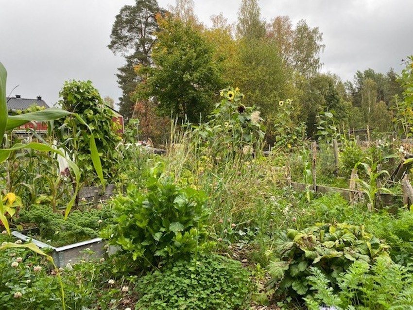 Det er muligheter for å søke om parsell i parsellhagen Oltidshagen som drives av beboere i Nebbejordet og Rugdeberget borettslag om man ønsker enda mer plass å dyrke på. Galleribilde