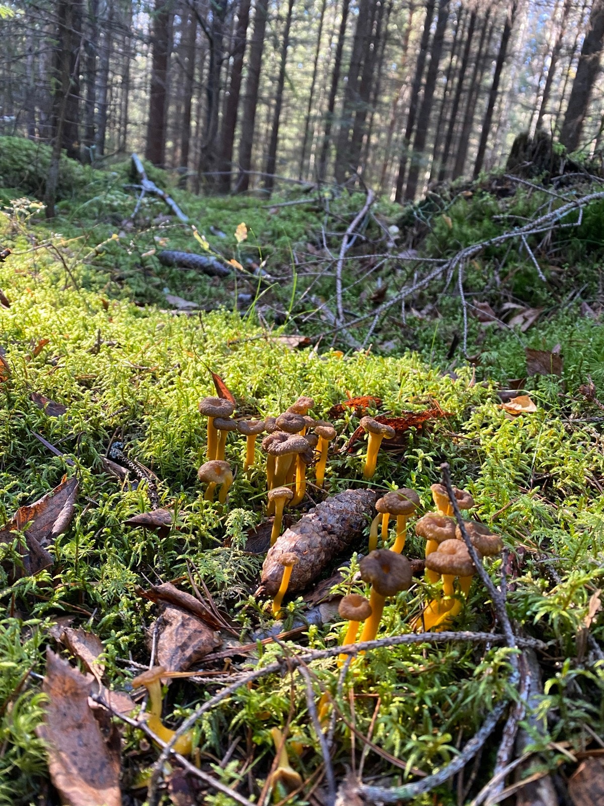 "På høsten er skogen full av blåbær og sopp. Vi har også vært på mange kortreiste teltturer i skogen. " Galleribilde