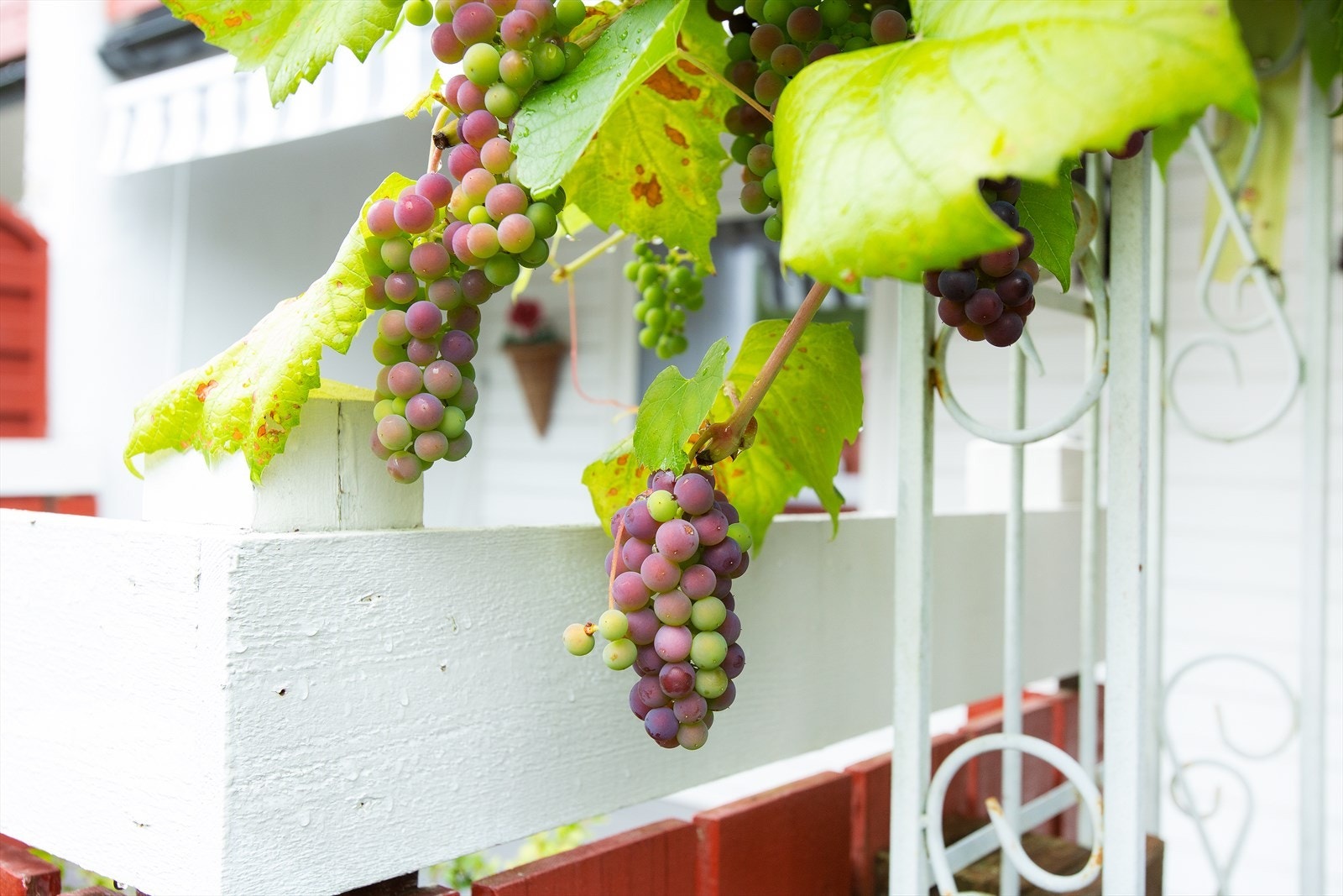 Hagedelen gir boligen unike muligheter i forhold til andre leiligheter i høyere etasjer. Galleribilde