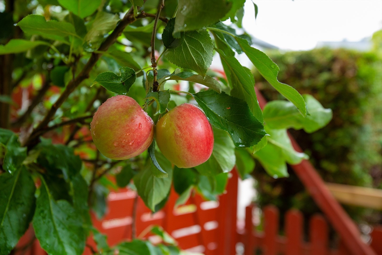Her finner du velsmakende epler, druer og plommer. Galleribilde