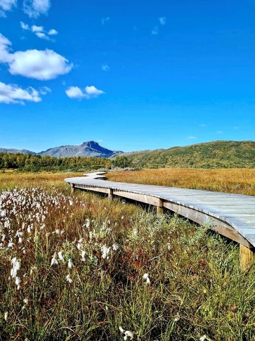 Sykkeltur - selgers eget bilde. Galleribilde