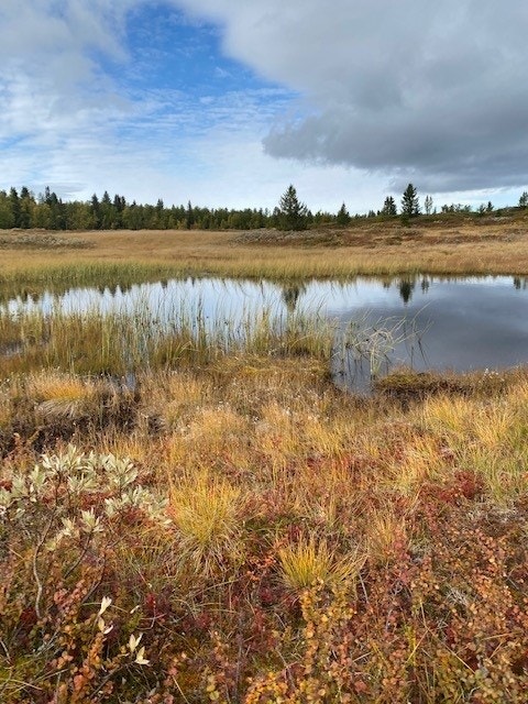 Høststemning i fjellet. Galleribilde