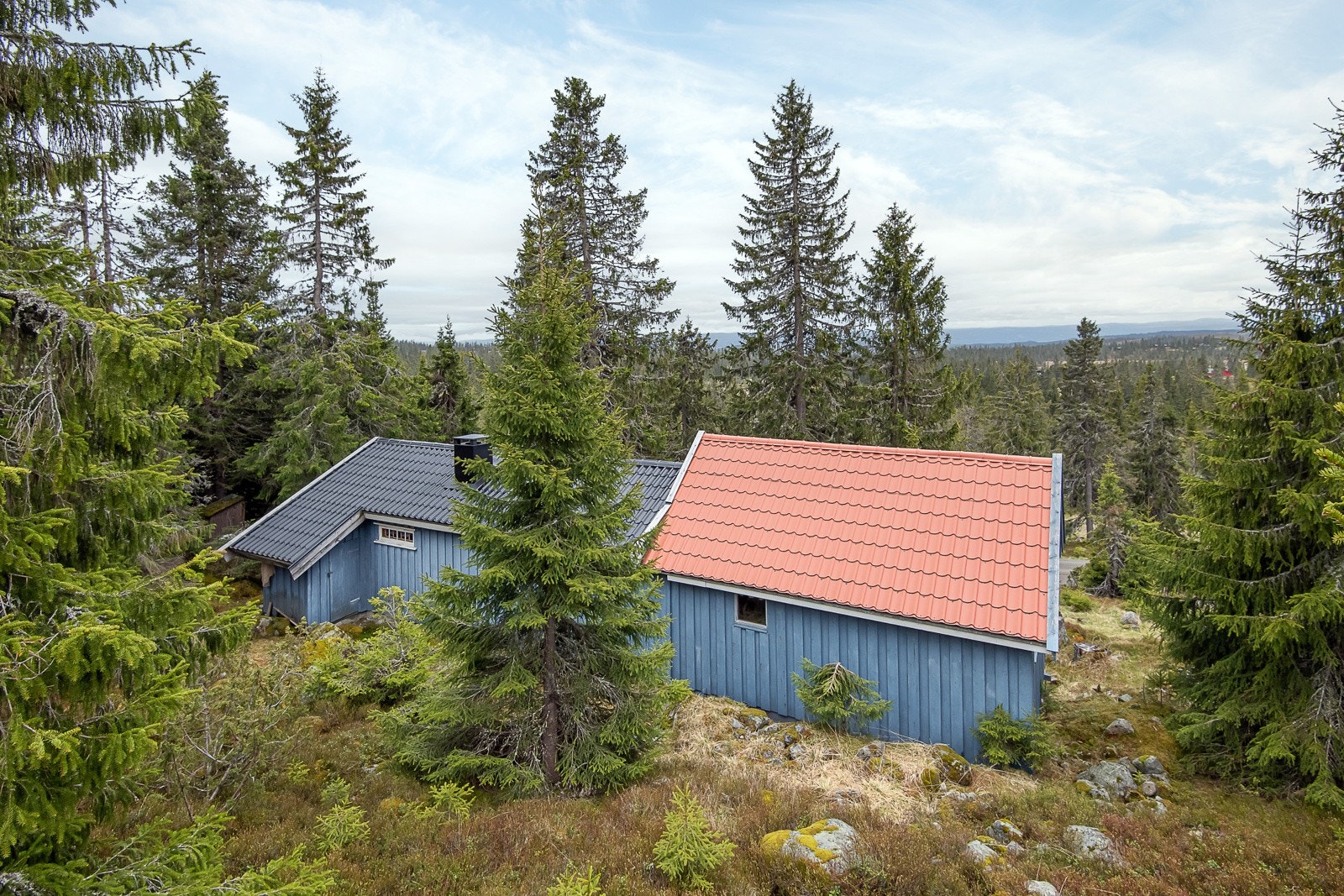 Det er mulig å hogge en del av trærne rundt hytta Galleribilde
