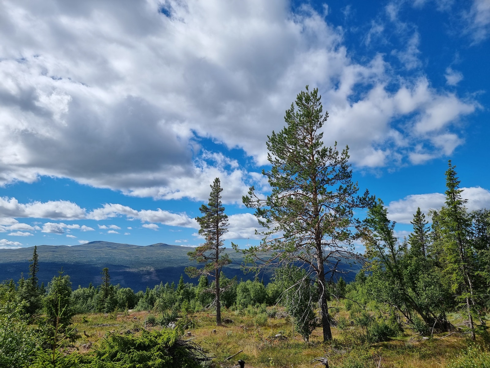 Utsikt fra tomtene Galleribilde