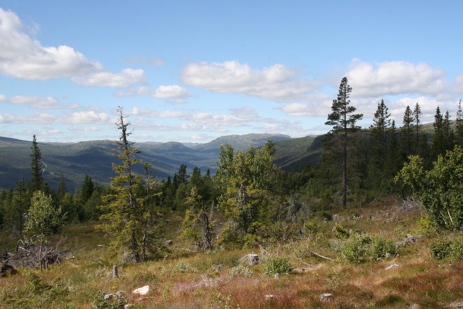 Utsikt fra tomtene Galleribilde