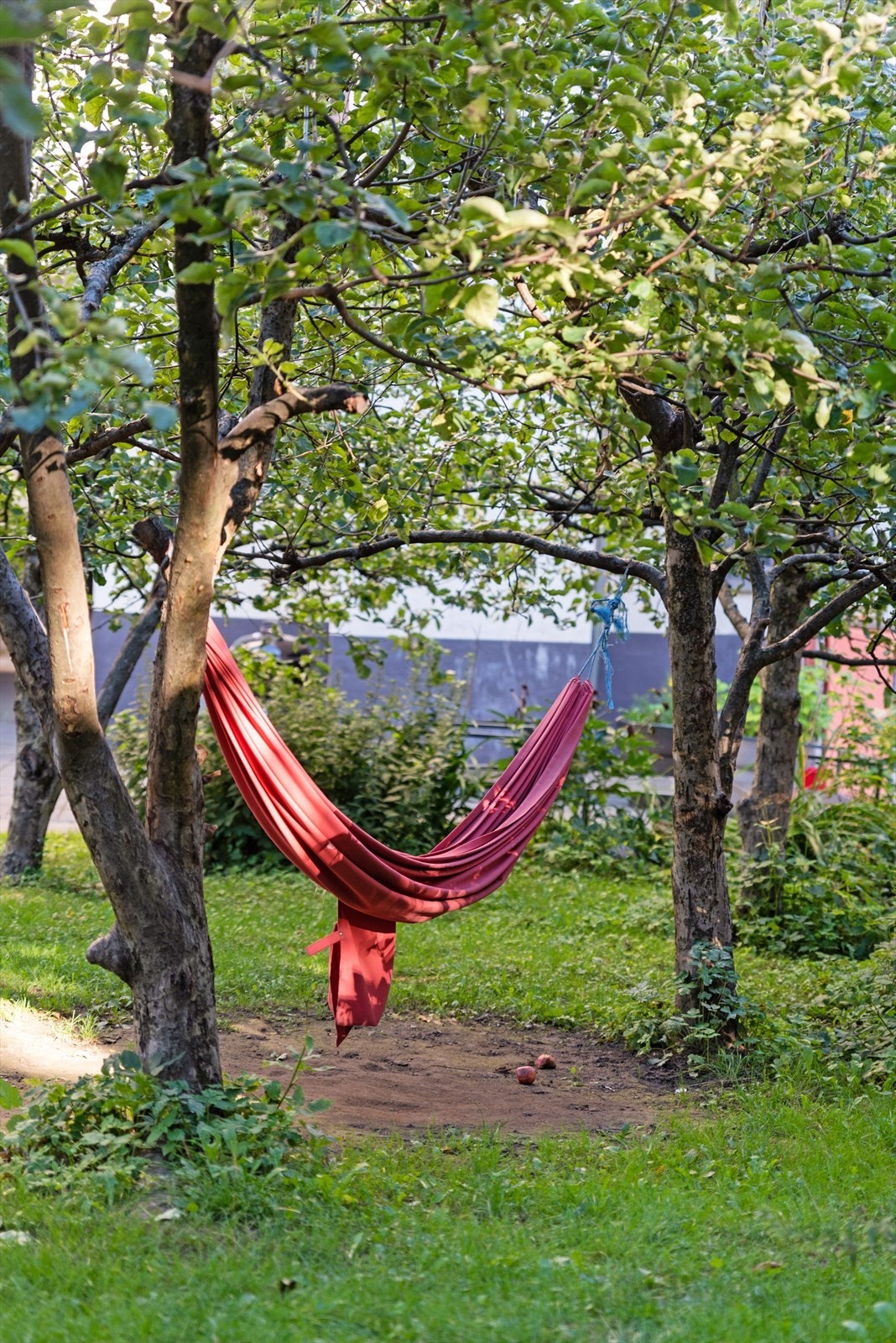 Her kan du hygge deg blant bakgårdens frukttrær Galleribilde