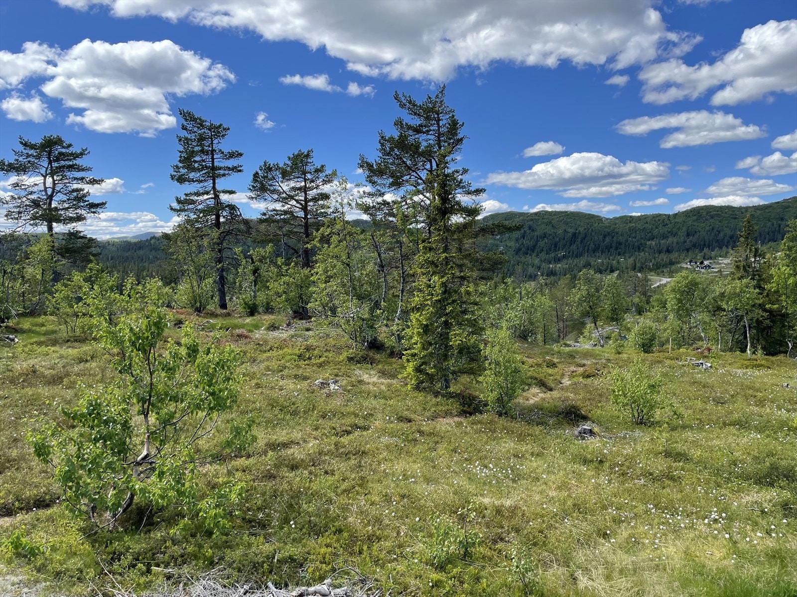Bilde tatt fra Lakahaigen Galleribilde