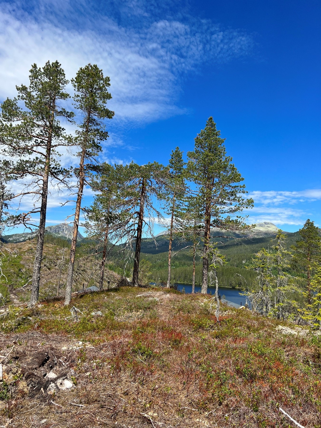 Foto fra tomteområdet Galleribilde