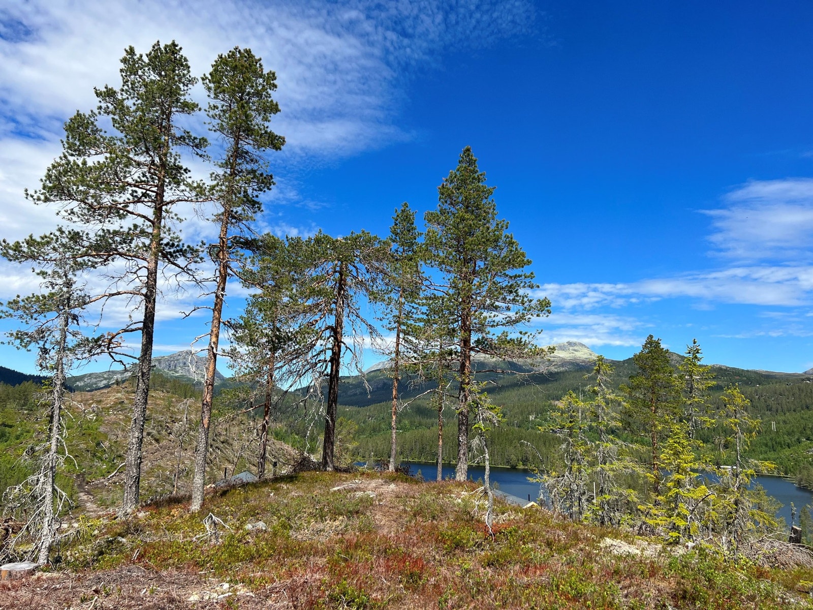 Foto fra tomteområdet Galleribilde