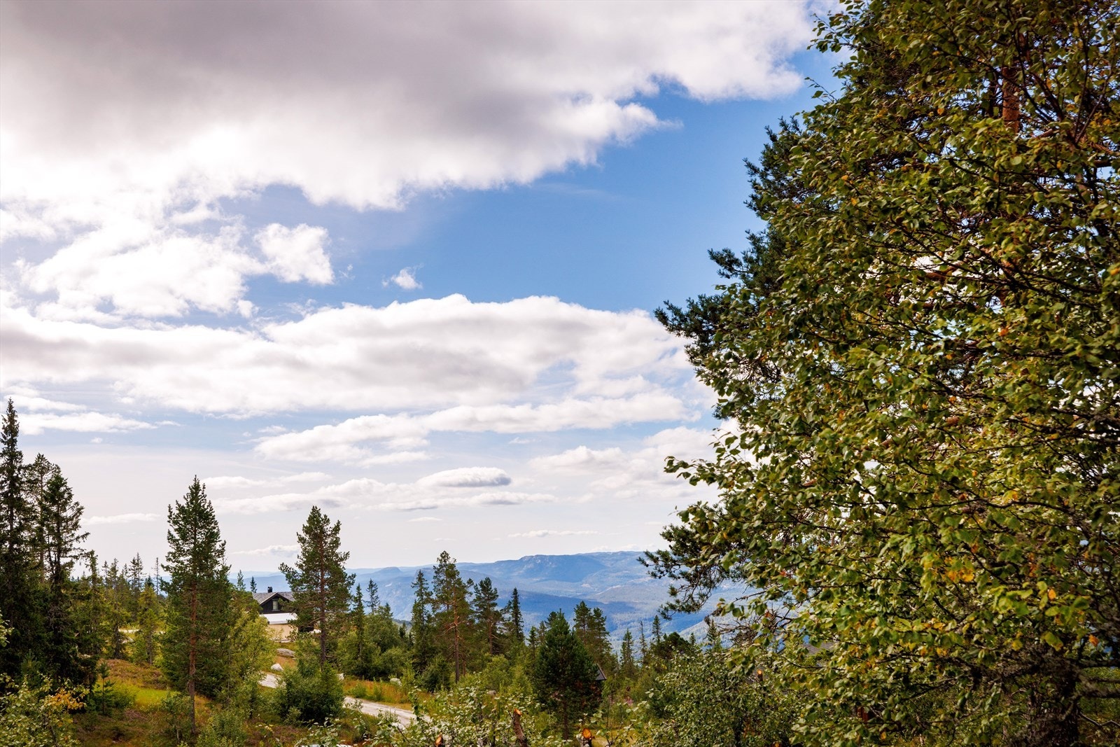 Nyt tilværelsen i vakre omgivelser på Tempelseter Galleribilde