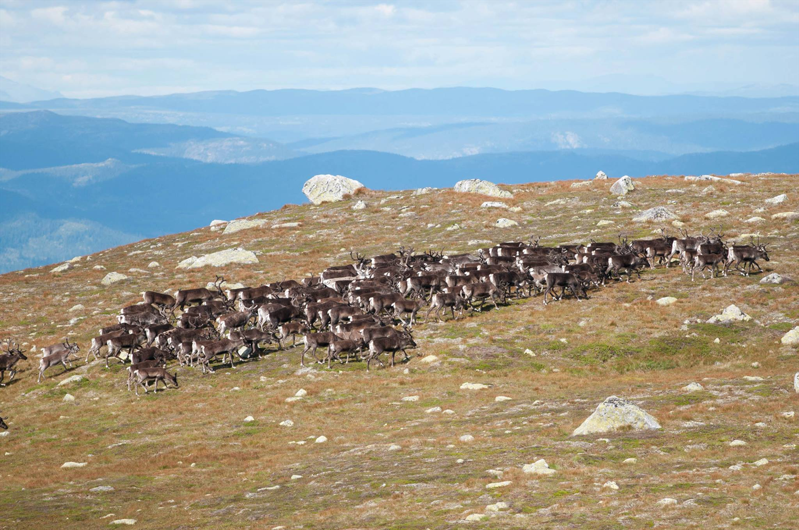 Bilder fra området (selgers bilder) Galleribilde