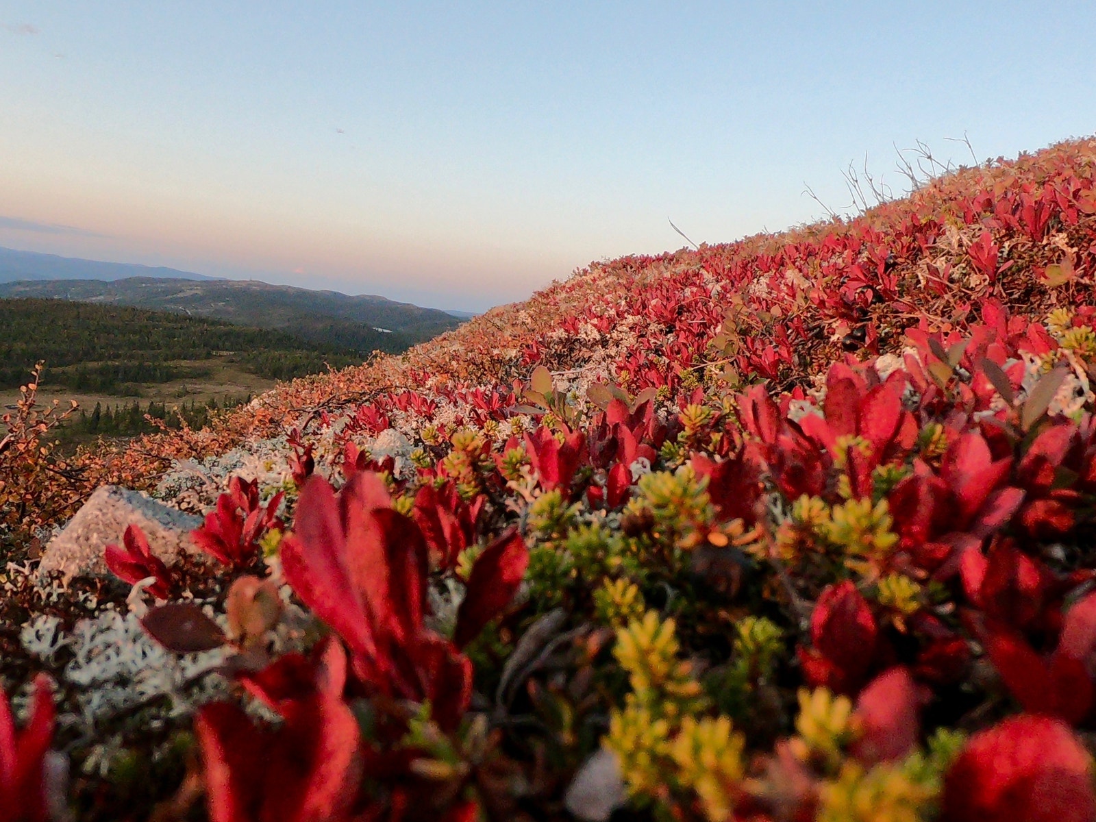 Sommerbilder fra fjellet Galleribilde