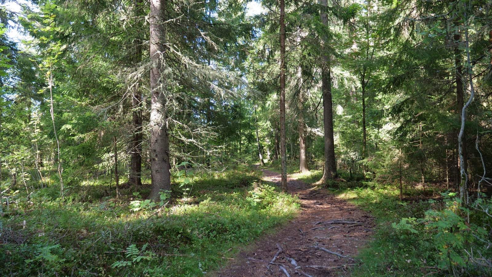 Fine turstier i umiddelbar nærhet til feltet. Gå rett inn i skogen fra Turvegen og nyt skogens ro. Galleribilde
