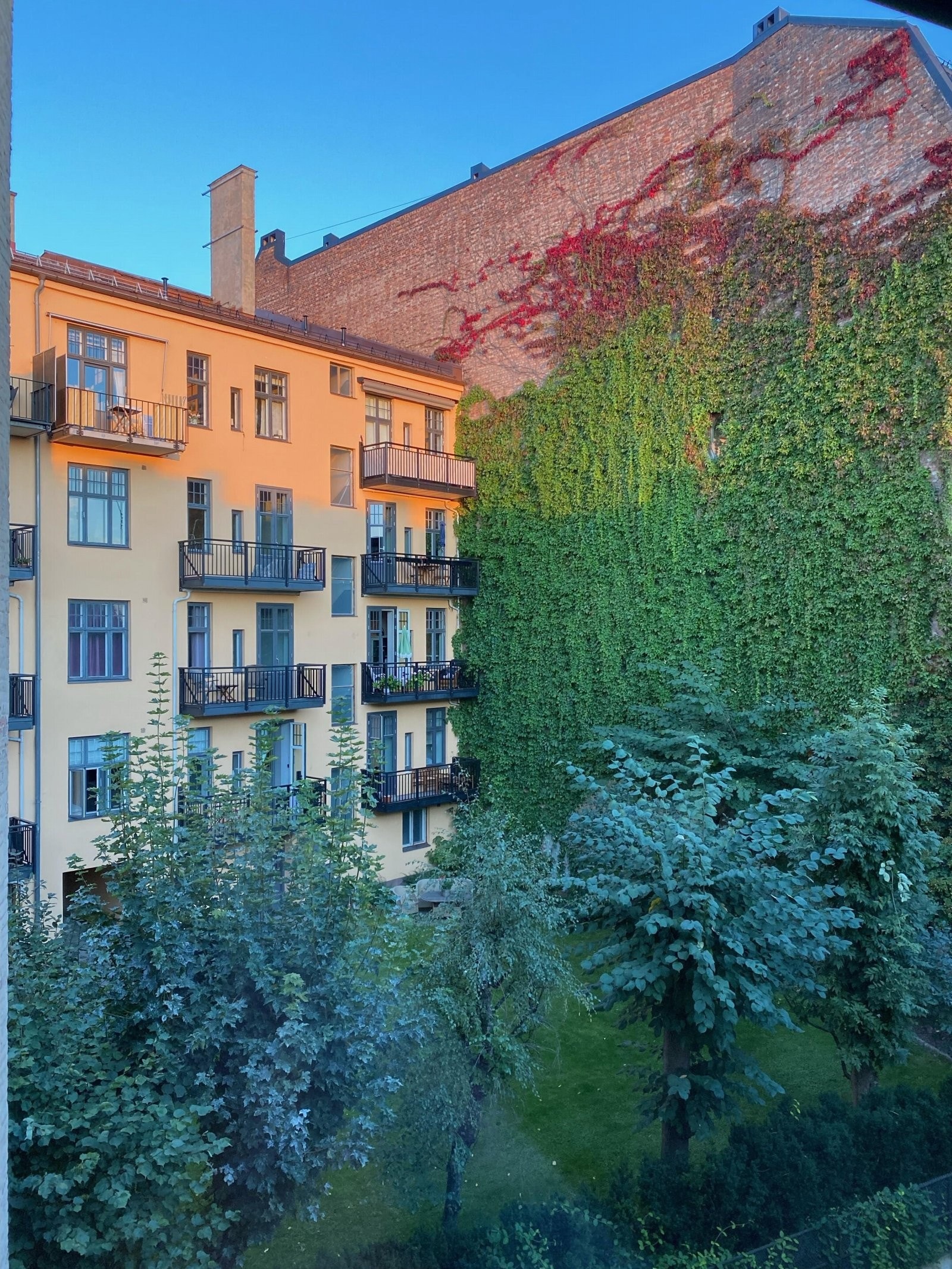 Frodig bakgård. Galleribilde