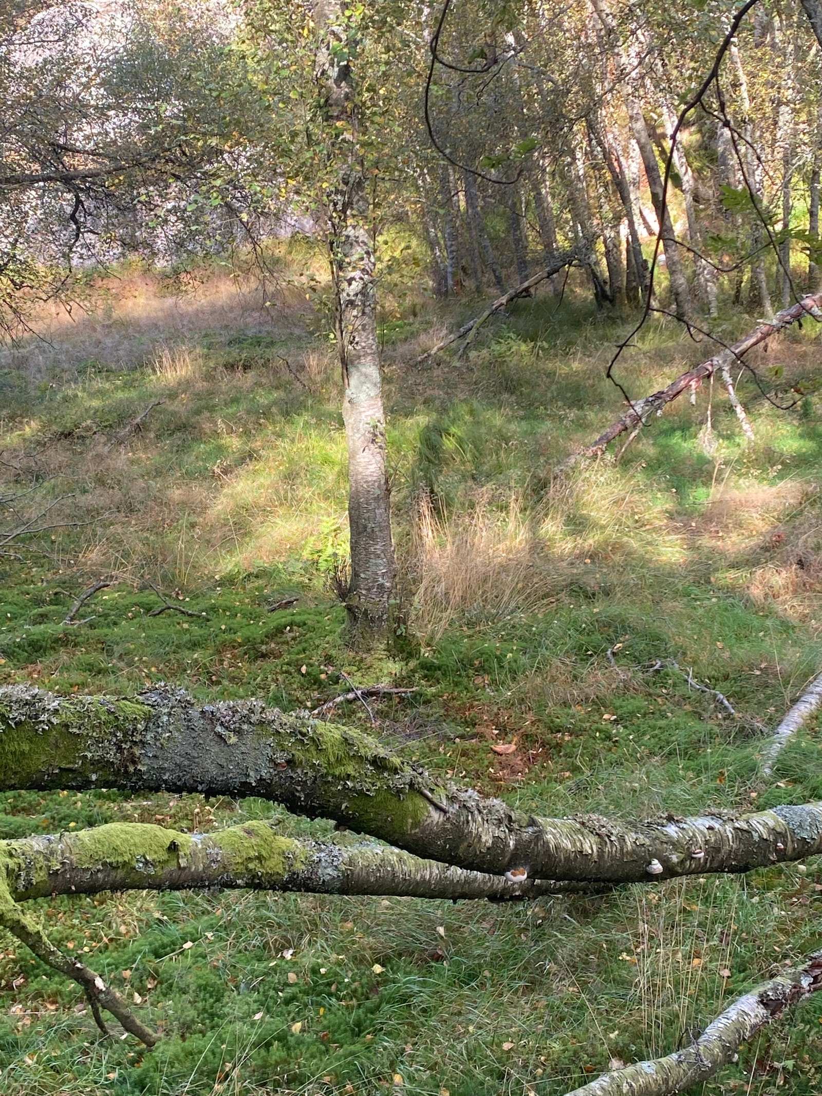 Fra området. Ulike kvaliteter i feltet. Galleribilde
