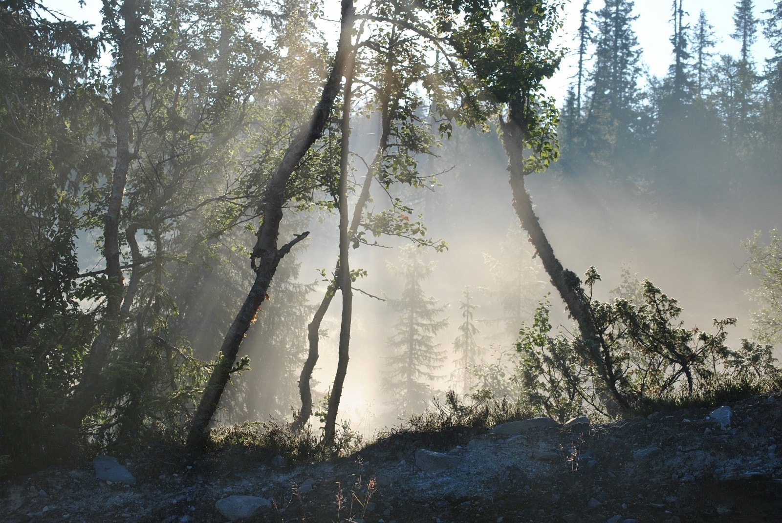 Morgendugg. Galleribilde