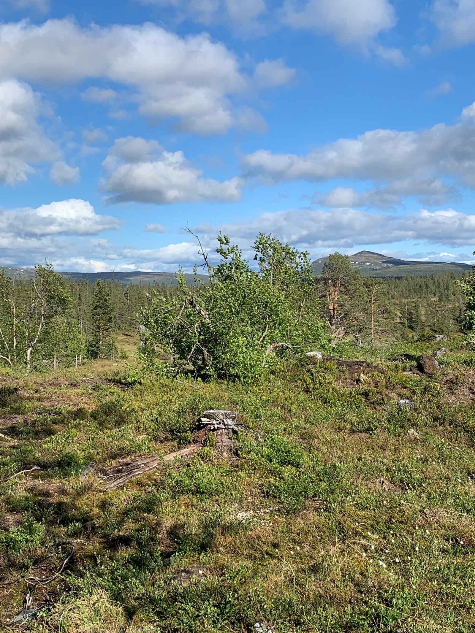 Smyl-Li - Vorsetdalen - Vorsetlia
Fra tomt 85 i Smyl-Li. Galleribilde