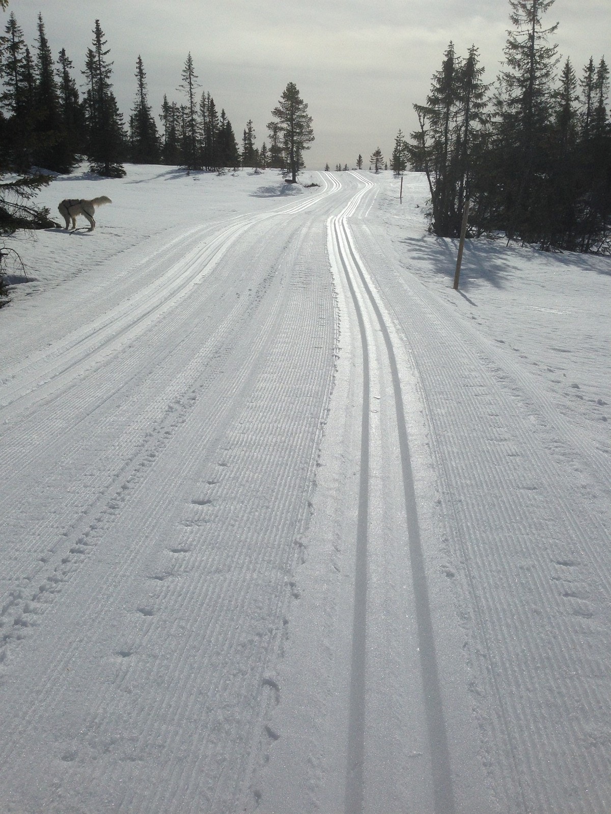 Milevis med flott skiløyper. Galleribilde