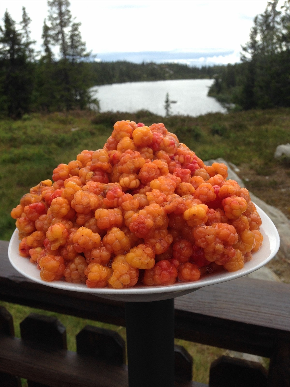 Fjellets gull, multer. Galleribilde