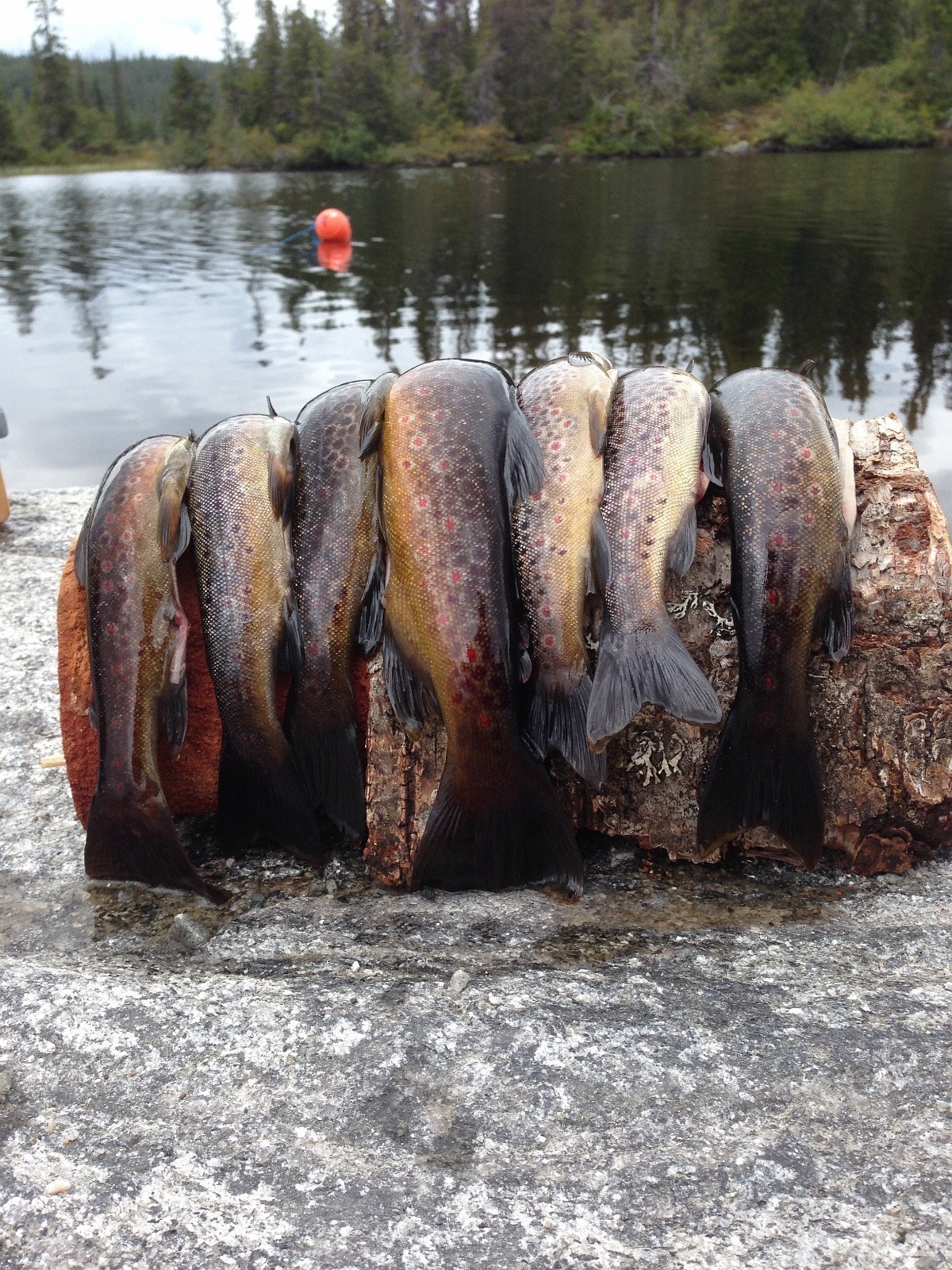 Resultatet en dag ørreten beit villig. Galleribilde