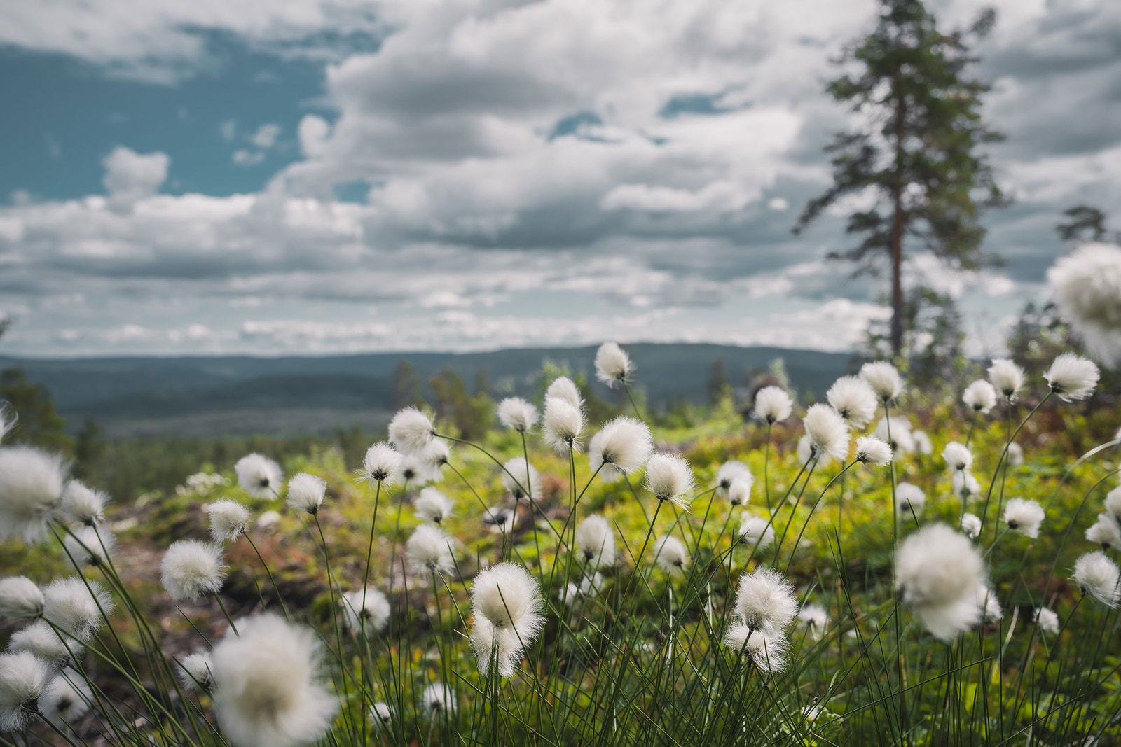 Blefjell har fine årstider året rundt. Galleribilde