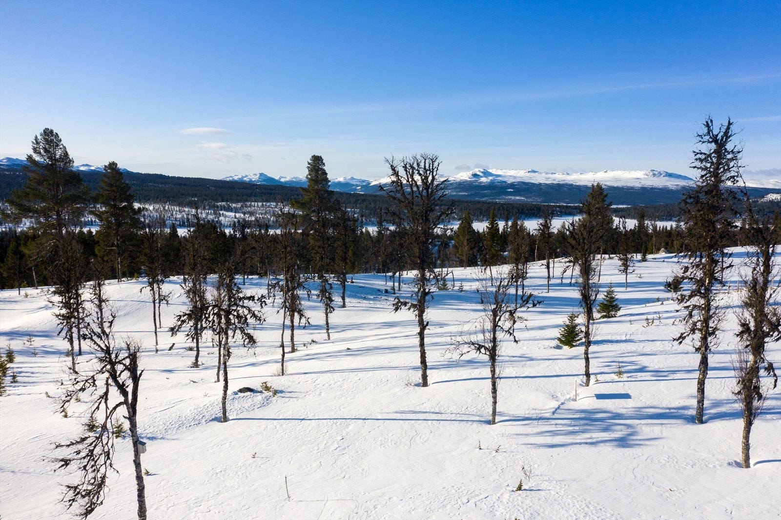 PRINT_2020-04-04 EM1Gol Tomtefelt Lyseren Susanne-0777.jpg Galleribilde