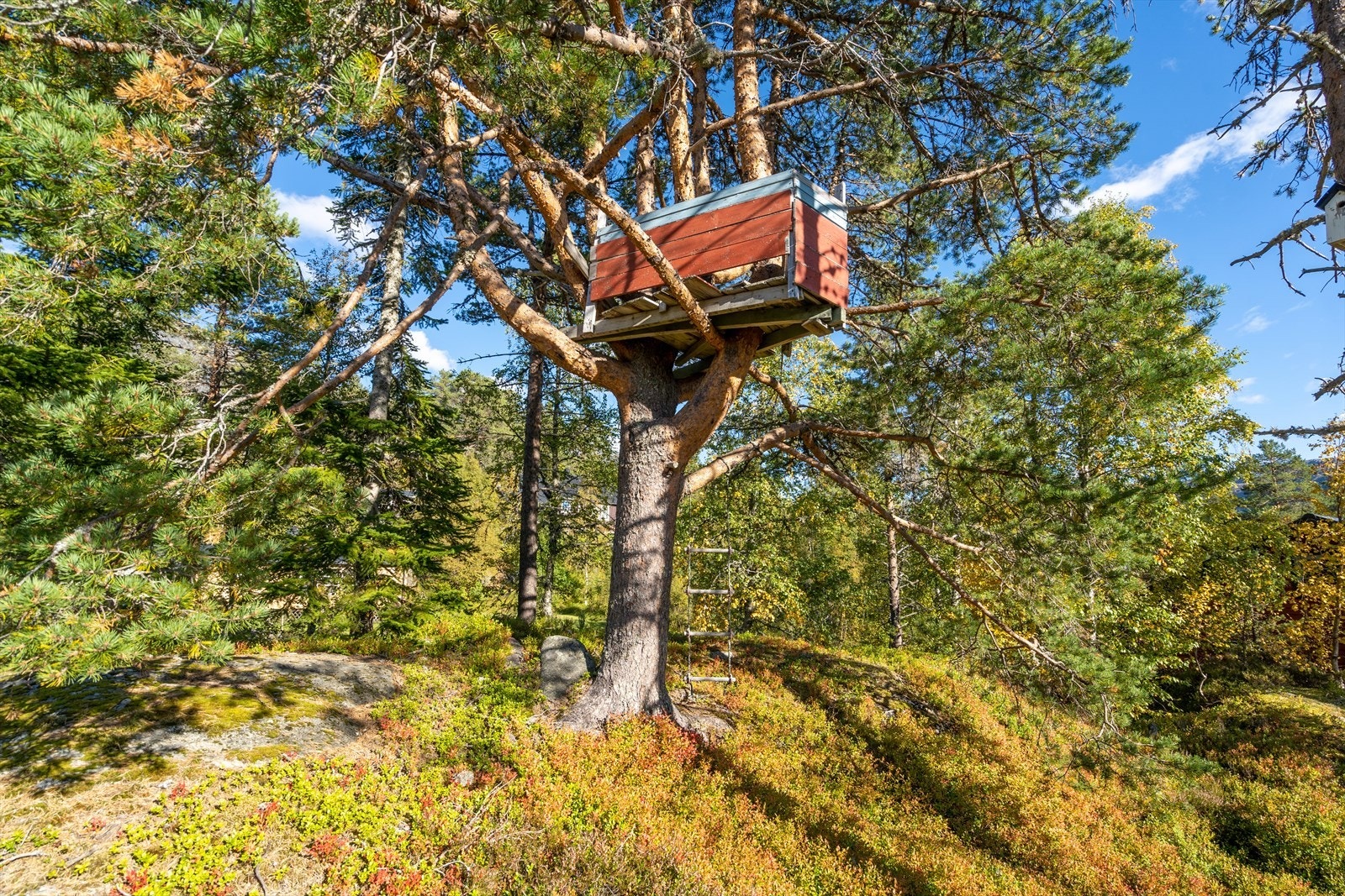 Rundt hytten er det god tumleplass for både store og små Galleribilde