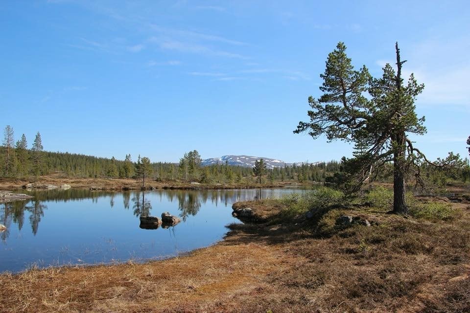 Steintjønn Galleribilde