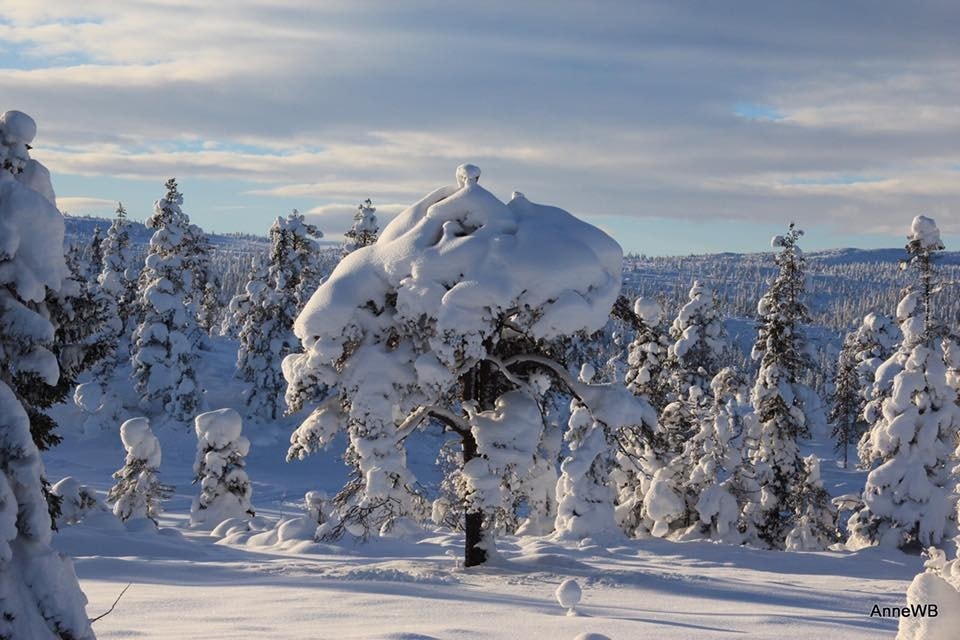 Vinter på Steintjønn Galleribilde