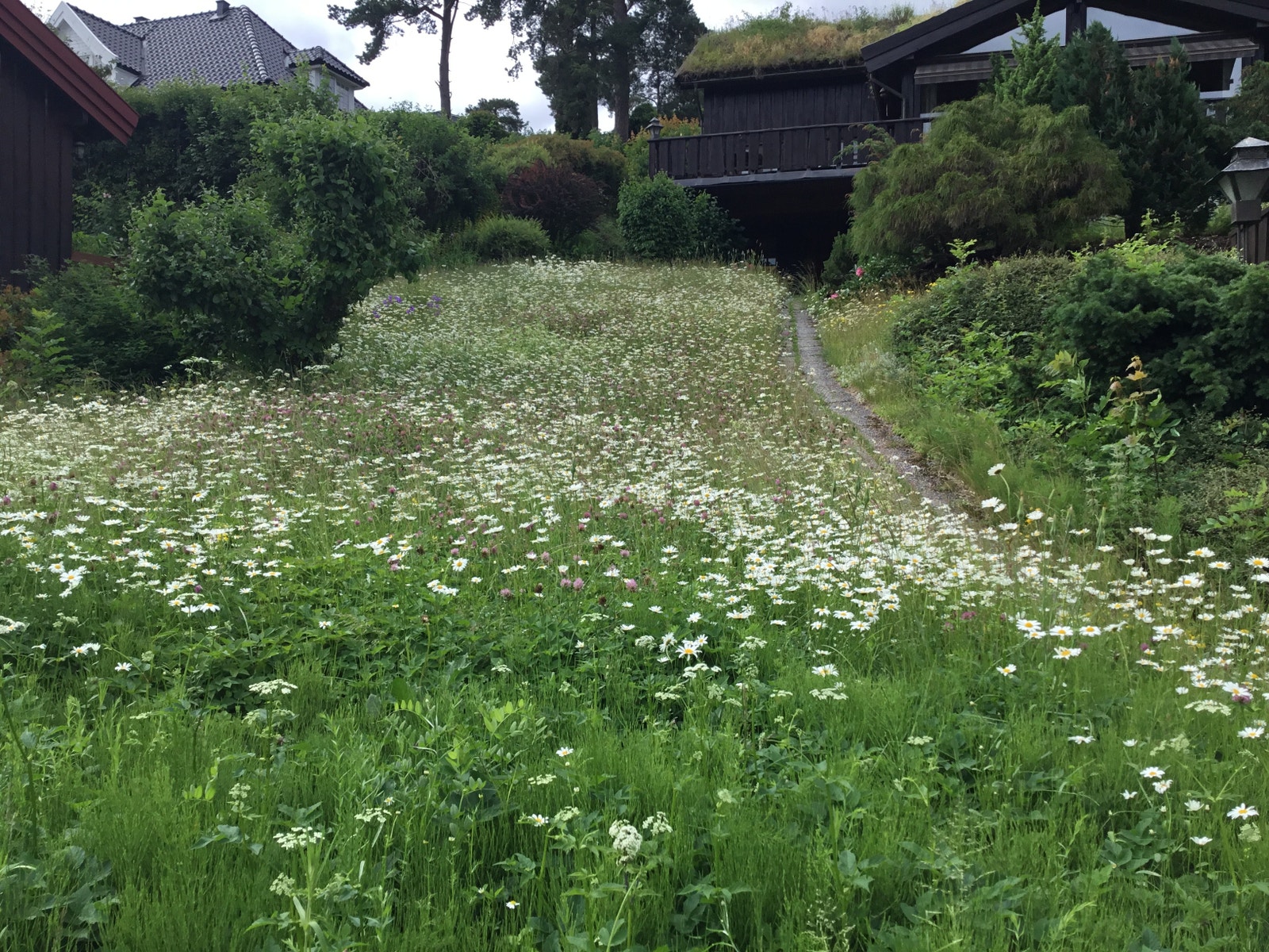 Husets blomstereng Galleribilde