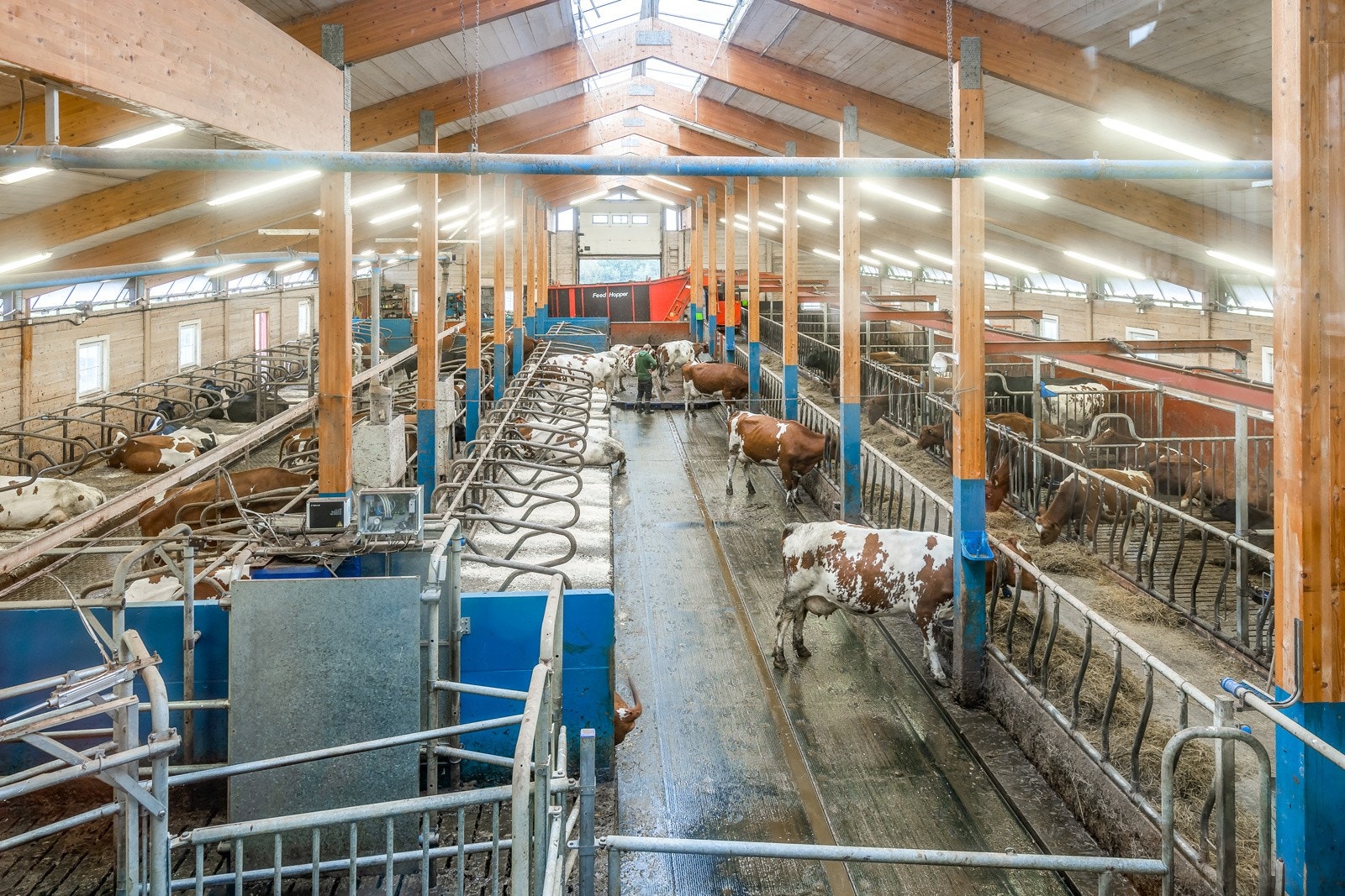 Moderne løsdriftsfjøs for melkeproduksjon Galleribilde