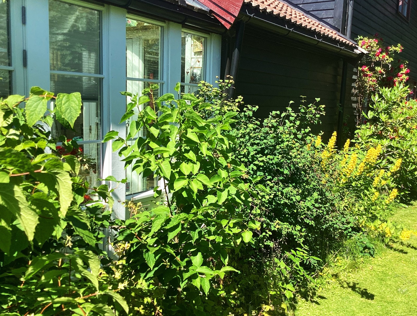 Idyllisk uteområde med ulike beplantninger og frukttrær. Selger egne sommerbilder. Galleribilde