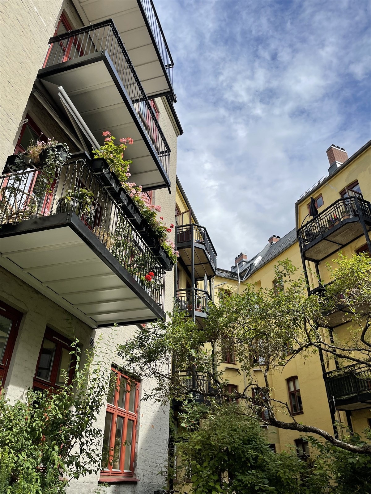 Sommer i bakgården. Galleribilde