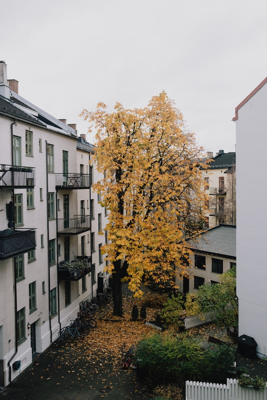 Høst i bakgården. Galleribilde