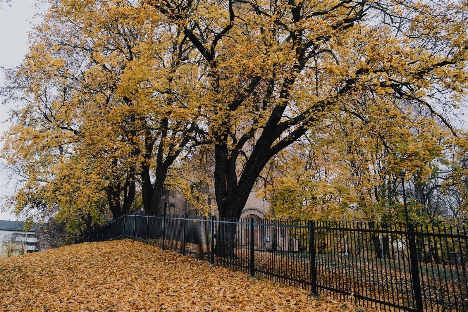 Høst i Sofienbergparken. Galleribilde