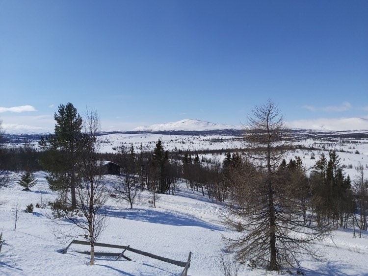 Bilde fra området Galleribilde