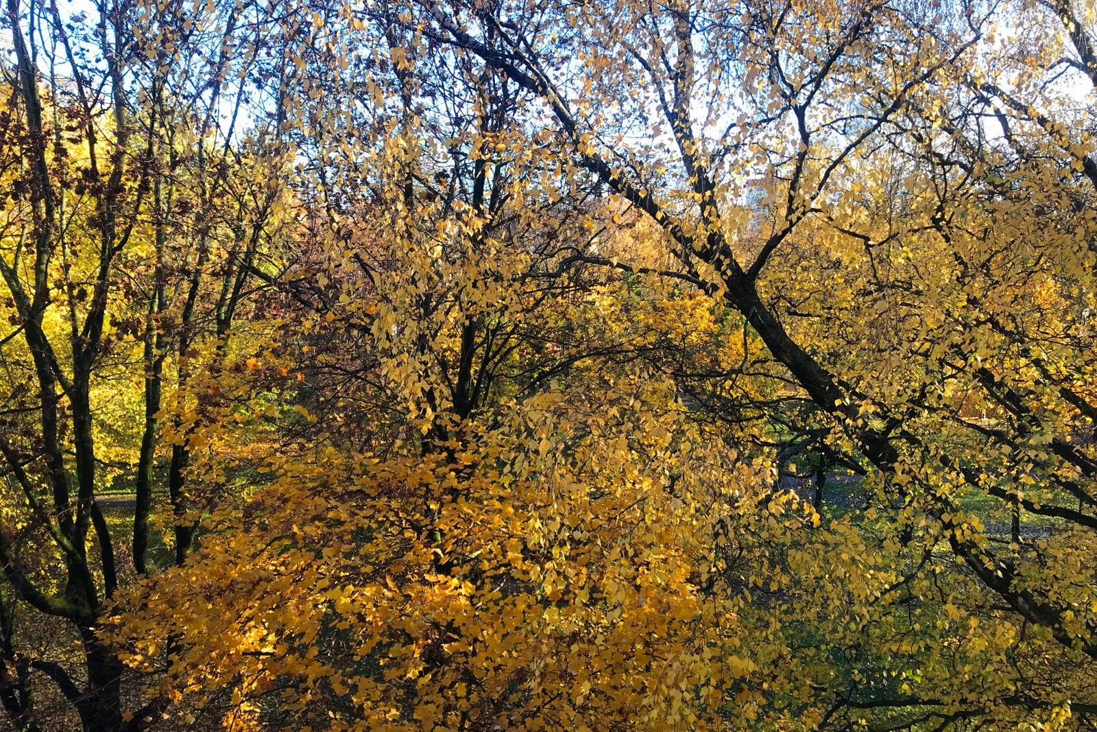 Utsikt mot parken på høsten - selgers bilde Galleribilde