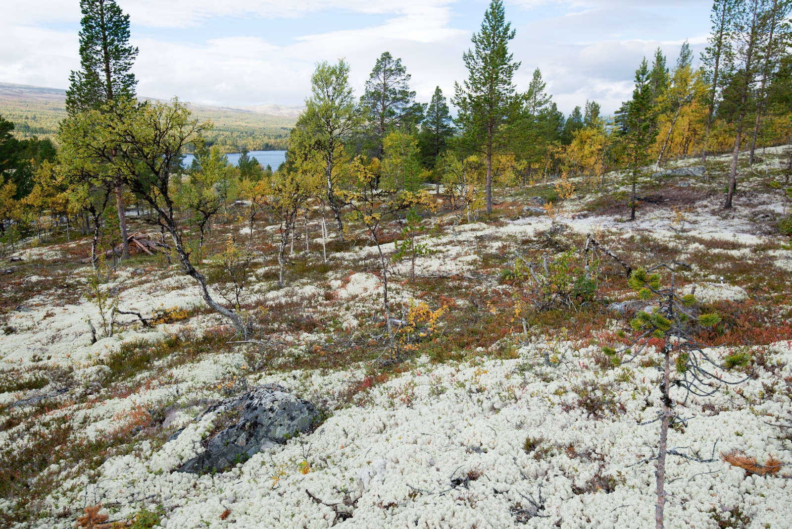 Karakteristisk reinlav. Galleribilde
