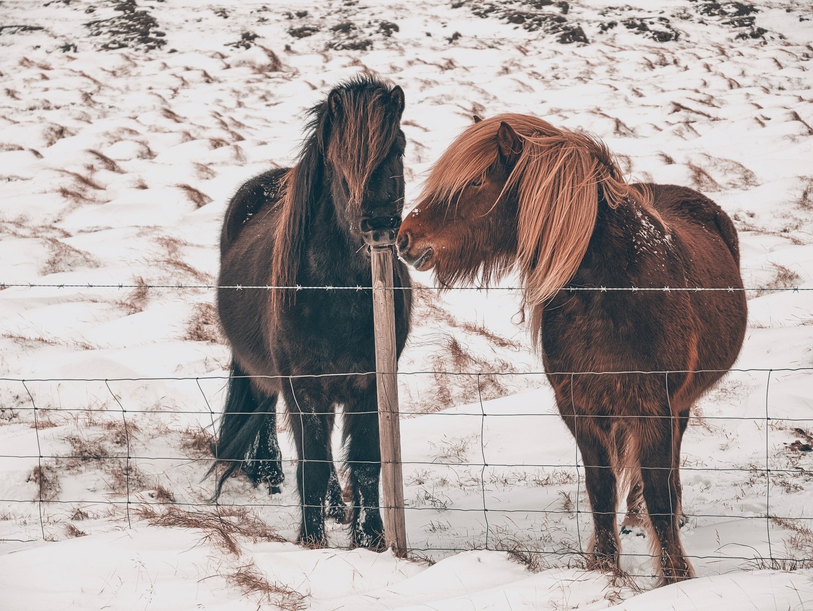 Ti minutter i bil fra hytta, finner du Meråkerfjell ridesenter. Her har du mulighet til å få en fantastisk rideopplevelse i flott fjellterreng, med flinke guider og trygge islandshester. Galleribilde