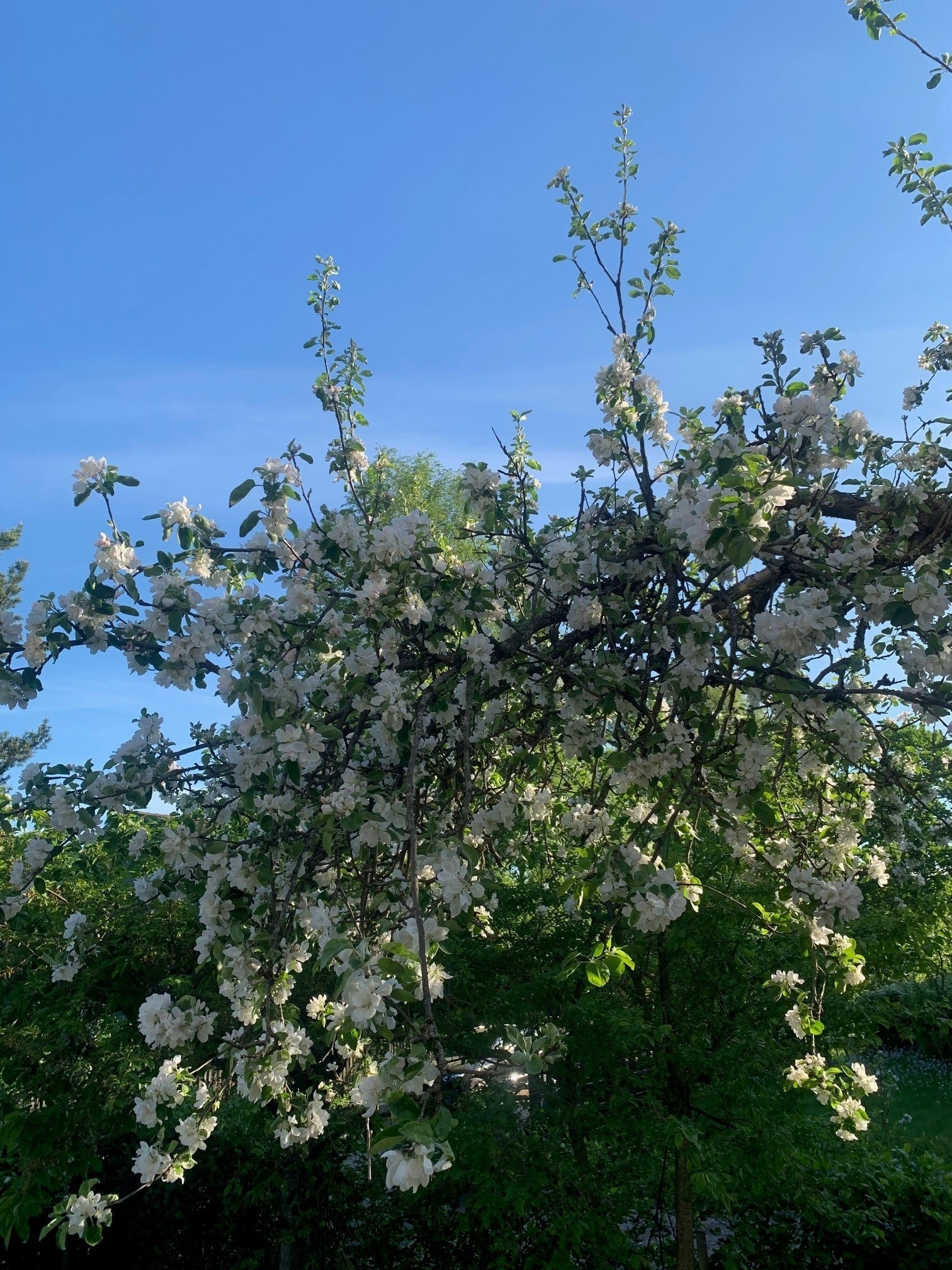 Privat sommerbilde av hagen og beplantningen der Galleribilde
