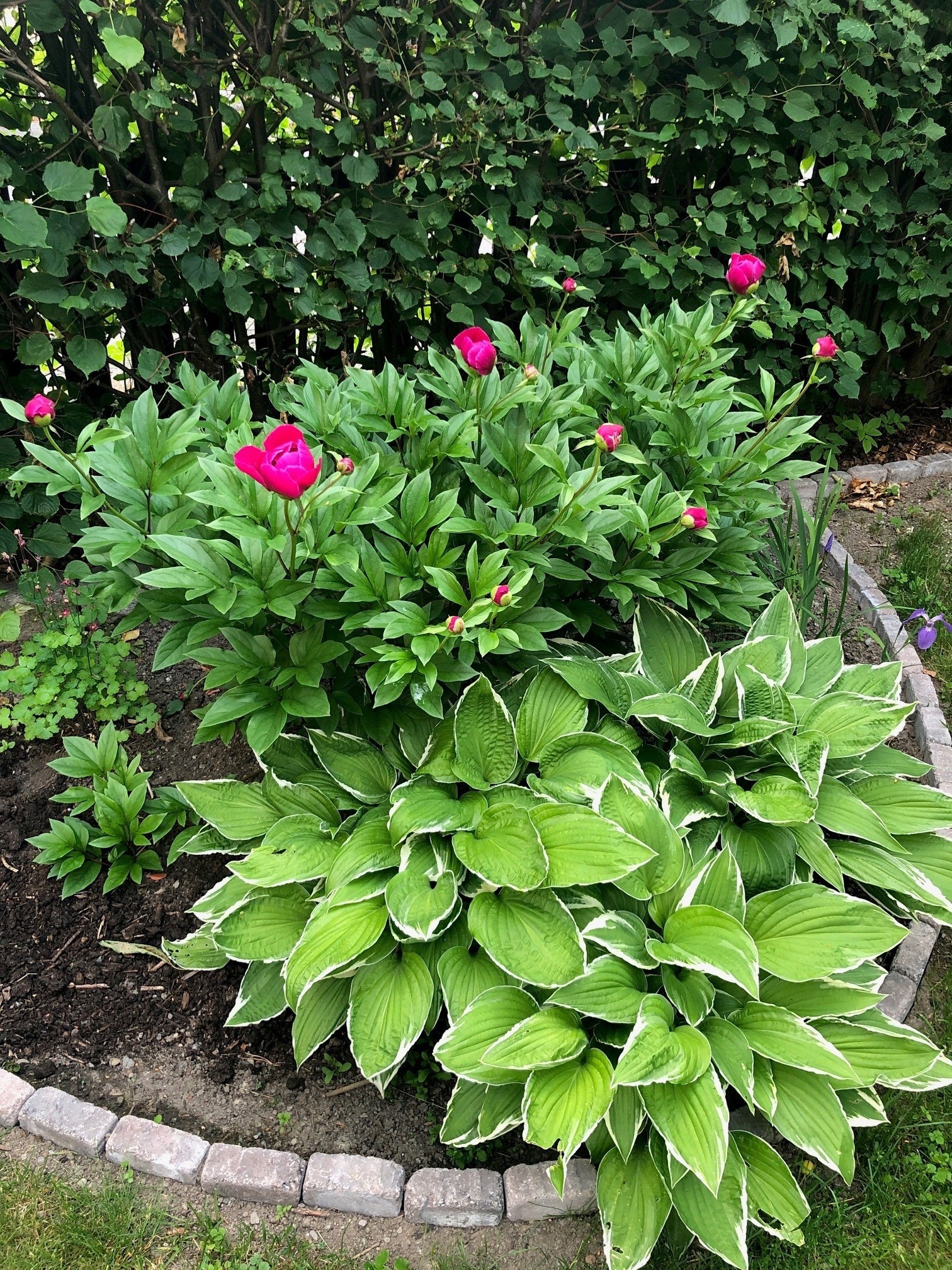 Privat sommerbilde av hagen og beplantningen der Galleribilde